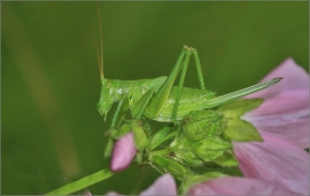 <p>KOBYLKA</p>